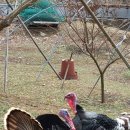 토골농장 이미지