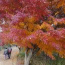 상도근린공원 산책로 이미지