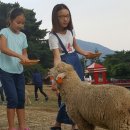 해솔목장 이미지