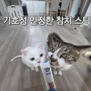 원츄 | 모찌네 원츄 참치맛 우리 냥이도 반한 간식 후기