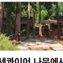 빅트리 이미지