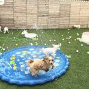 부산애견호텔 강아지유치원 펫퍼센트&코모네하우스 이미지