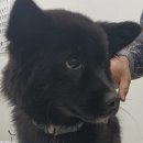 펫 앤 쉘터 동물병원 이미지