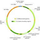 Re:mitochondrial DNA 이미지