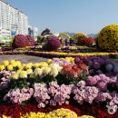 마산 가고파 국화 축제 2018 이미지