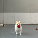 해풍추이 | 울산 애견유치원 초보 보호자를 위한 실용적인 준비 방법과 안전 확인 사항
