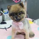 더 펫 애견샵 이미지