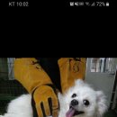 하이몽몽 네이버블로그