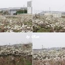 왕지농장 이미지