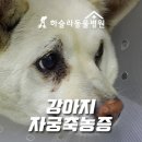 하슬라동물병원 이미지