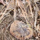 흰굴뚝버섯 솔능이 개 능이버섯 굽더더기버섯 송이산행 ㅡ 자연산 버섯 산행 예약 판매 중 잡버섯 이미지