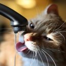 해든고양이병원 이미지