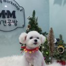 mm애견공방 이미지