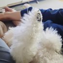 당신의 | 강아지방광염 초음파혈괴 진료 후기 당신의동물의료센터