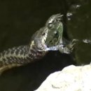 개구리PC 이미지