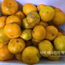 [일일특강] 4/11 생활속 탄소중립-그린라이프 실천교육 | 넘처나는 귤 보관법. 식비60%절약노하우.식탁 메타인지 혁명