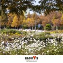 국화공원 이미지