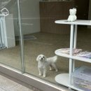 살랑더테일 이미지