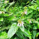 수망리 산마장 잣성 이미지