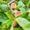 일마래 | 삼척 장호항 가족 여행 숙소 일마래펜션 후기