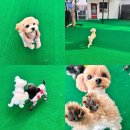 놀러오개 불로점 이미지