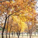 연안애견 이미지