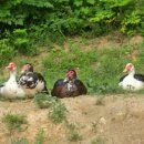 김병기농장 이미지