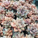 연오농장 이미지