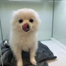 웰케어 동물건강검진센터·동물한방재활센터 | 부산 강아지건강검진, 전문적으로하는 웰케어동물건강검진센터