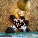 장창주농장 | [가평] 가평여행 추천! 가평양떼목장&amp;베이커리