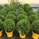 상록자이언트 이미지