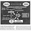 근육의 노화! fast mucle의 숫자가 줄어드는 proteomic profiling 이미지