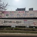 살곶이길 | 서울 꽃구경 청계천따라 하동매실거리 용답매화마을 실시간 매화 후기(+걸어서 성수가기)