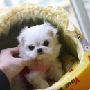 스타트독 구리점 이미지