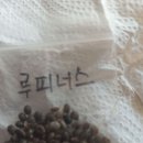 루피니스 이미지