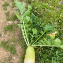 뽑기농장 이미지