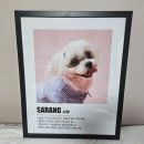 말티스토리 | 반려동물액자 강아지사진 액자제작 보곤다닷컴 제작후기