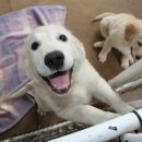 산책갈까 이미지