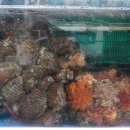 옥포막썰이회해물 이미지