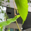 크린21 이미지