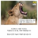 동물의 왕국 이미지