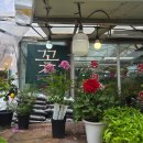 산세베리아농원 | 매화동 중앙꽃농원ㅣ어버이날, 카네이션 한 송이로는 다 못 담을 마음