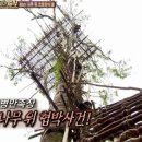 코르기니