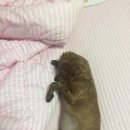 반석동물병원