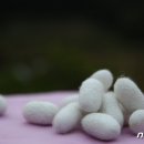 법인오누이