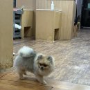 애견1번지 이미지