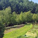 나는숲이다 이미지