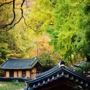 은행나무로 이미지