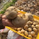 김덕수농장 이미지