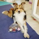 맛있개 냠냠 이미지